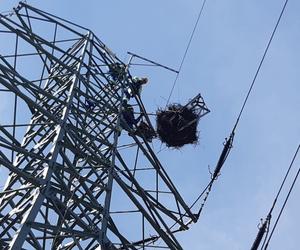 Energetycy budują bezpieczne gniazda dla bocianów.  Także w naszym regionie