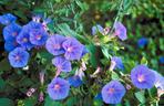  Wilec purpurowy