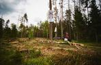 Greenpeace Polska blokuje wycinkę drzew