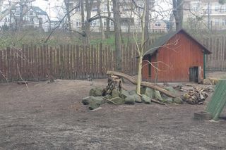 Małe kangurzątka urodziły się w Ogrodzie Zoobotanicznym w Toruniu