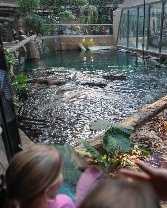 Orientarium Zoo Łódź. Pierwsze karmienie Krakena w historii ogrodu. To największy krokodyl w Europie [ZDJĘCIA].