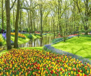 Kwitnące tulipany w ogrodach Keukenhof