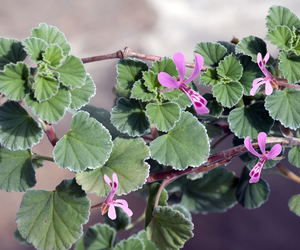 Pelargonia afrykańska - właściwości lecznicze i zastosowanie