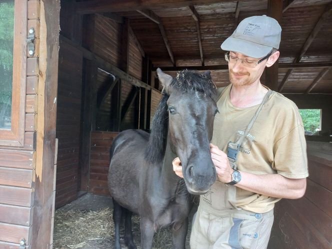 Mini ZOO w Lesznie ma nowych mieszkańców. To owce, konie i osioł
