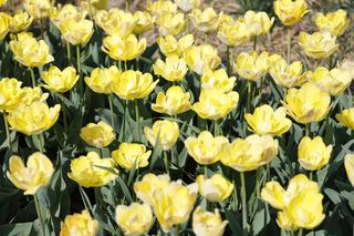 Świto Tulipanów 2025