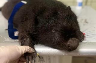 Bóbr Leo trafił do Fundacji Ada ze złamaną nogą [GALERIA]