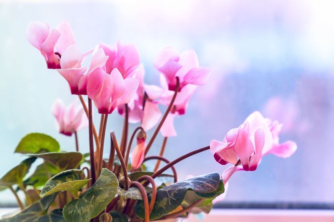 Cyklamen: trujące piękno