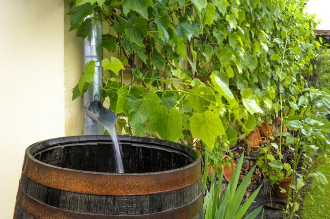 Ujęcia wody w ogrodzie