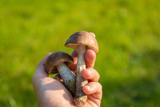 Na Podkarpaciu już jest jesienny wysyp grzybów: Jakie grzyby i gdzie zbierać w listopadzie? 