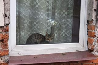 Dolny Śląsk: Mały kot został bez opieki w zamkniętym mieszkaniu