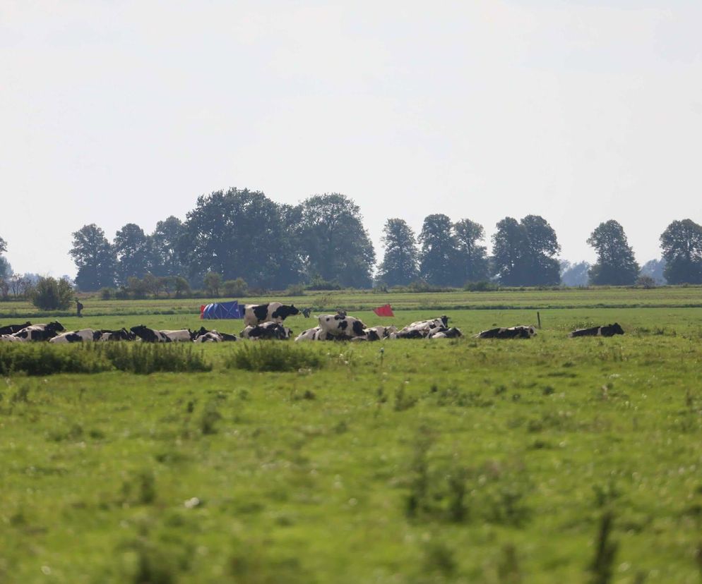 Szczątki drona w Oleśnie znalazł mieszkaniec. Z dwa metry na półtorej takiej wielkości