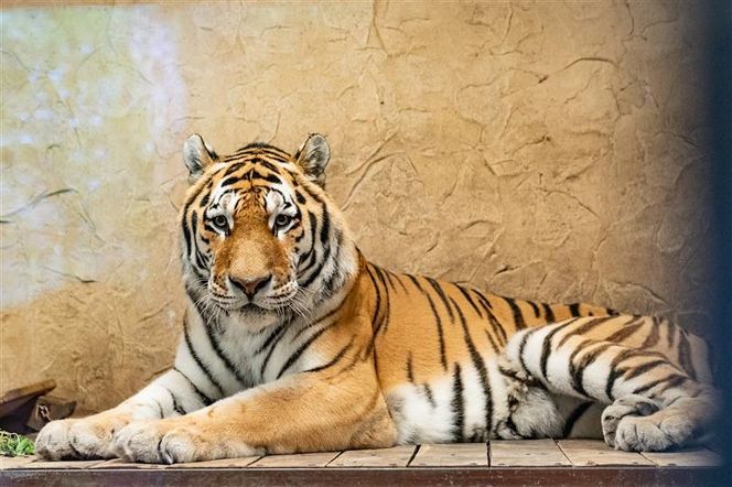 Nowy mieszkaniec w zoo w Chorzowie. Poznajcie tygrysa Tibera