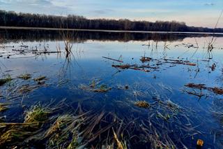 Widowiskowe powodziowe rozlewisko Wisły w Strzyżawie. Piękne, ale niebezpieczne. Woda podchodzi pod domy 