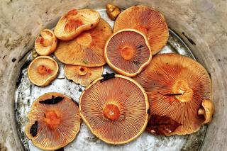 Ostatnia szansa na takie grzyby 