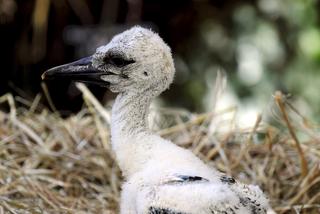 Cesarskie wyklucie bociana