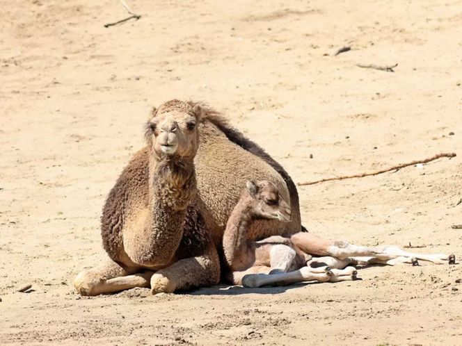 Wielbłąd jednogarbny