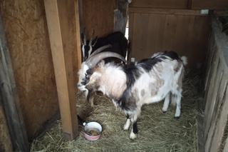 Żywa szopka u Ojców Franciszkanów w Skarżysku-Kamiennej