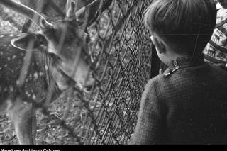 ZOO Wrocław w latach 50. XX wieku. Zobacz, jak wyglądało otwarcie zoo we Wrocławiu [ZDJĘCIA]