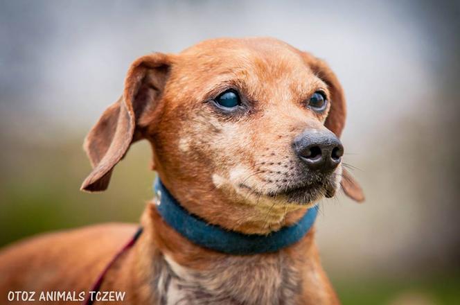 Bercik - starszy jamnik szuka domu