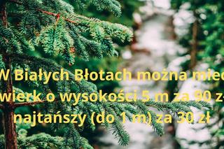 Najtańsze choinki w Bydgoszczy i okolicach. Tu dostaniesz ładnego świerka już za 28 zł