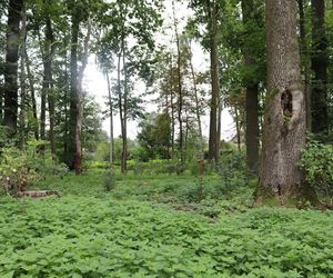 Zabytkowy park pod Lubawą zmienił się nie do poznania. Teraz wygląda jak z bajki