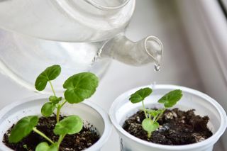 Wysiałeś pelargonie? Teraz czas na pikowanie! Kiedy i jak pikować pelargonie? Pikowanie pelargonii krok po kroku
