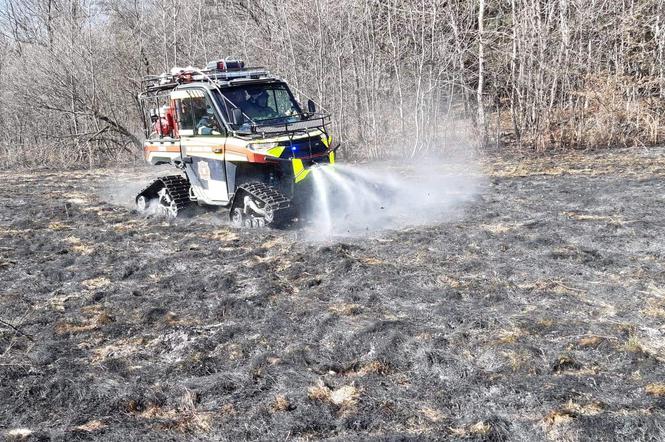 Setki pożarów traw w naszym regionie. Ogień zabija zwierzęta i ludzi 