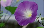  Wilec purpurowy