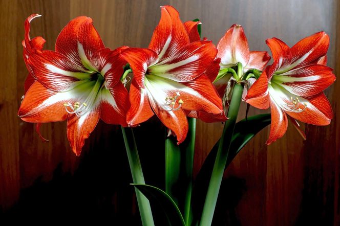 Hippeastrum