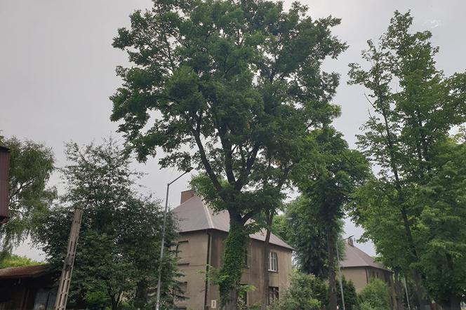 Strażnik Kopalni z Sosnowca walczy o tytuł Drzewa Roku. Głosować można do końca czerwca 