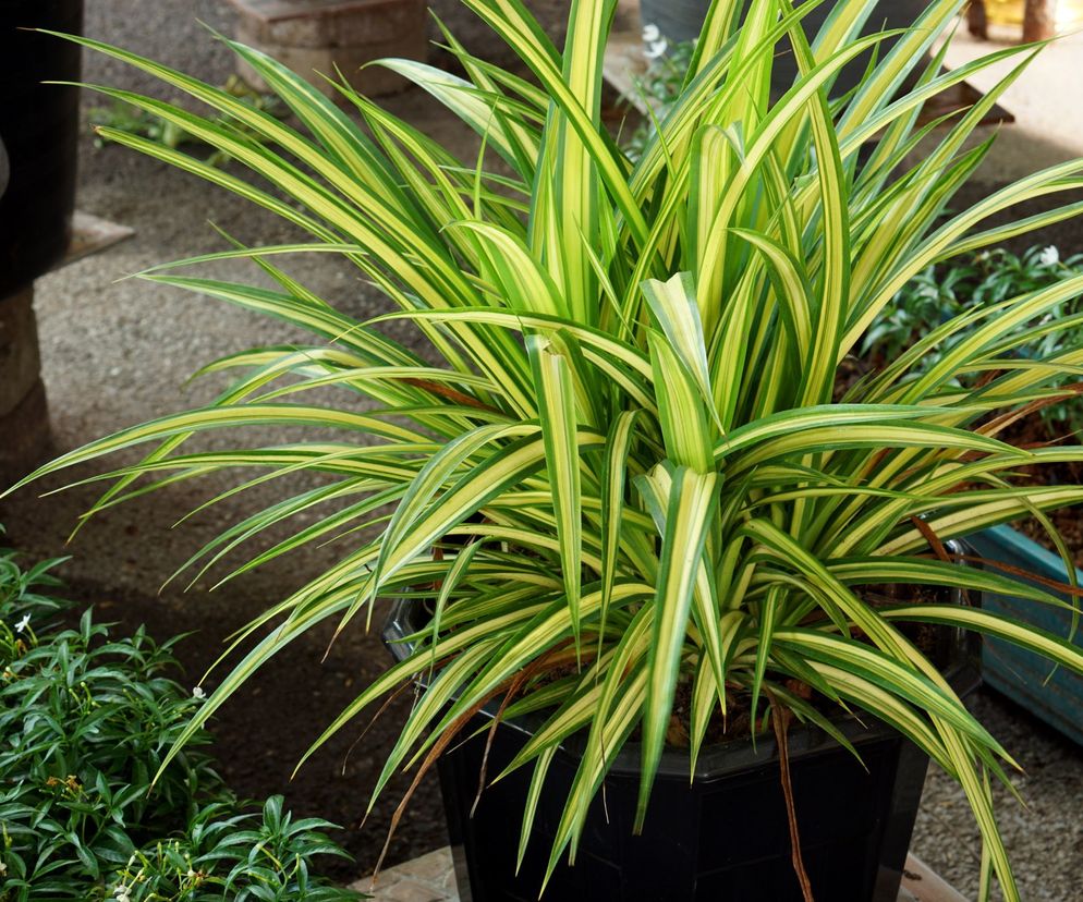 Dracena może być szczególnie groźna dla kotów, lubiących podgryzać jej liście.