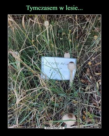 Nóż się w kieszeni otwiera i Janusz i szykuje się na grzyby! MEMY o grzybobraniu [GALERIA]