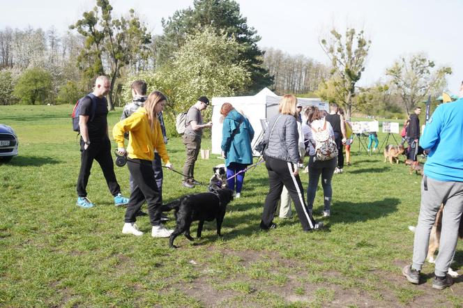 Dogtrekking w Poznaniu