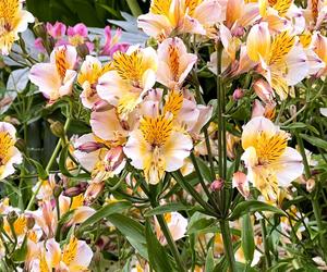 Alstroemeria