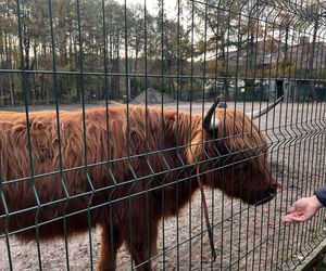 Zagroda 3 siostry w Kamieniu przyciągnęła całe rodziny w ciepły jesienny weekend ZDJĘCIA