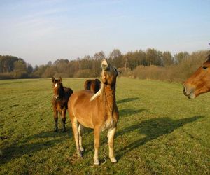 Koń zrujnował życie 16-letniej Klaudii. Mama: Cudem udało się ją uratować