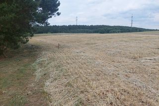 Kolejne wyjątkowe odkrycie w Pniu pod Bydgoszczą. Z polskimi naukowcami pracuje Indiana Jones z Liverpoolu, wcześniej badał Całun Turyński 