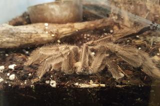 Wystawa pajęczaków w Starym Sączu