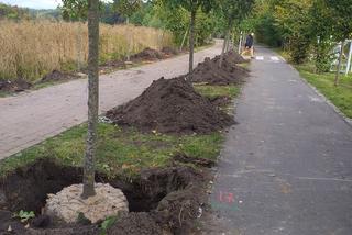 Nowe drzewa nad jeziorem Długim. Dlaczego stare zostały usunięte? [FOTO]