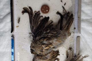 Pułapki, które zabijają zwierzęta. Ekostraż chce zakazu sprzedaży lepów