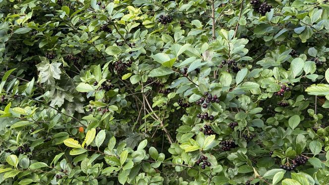 Aronia, krzew i owoce