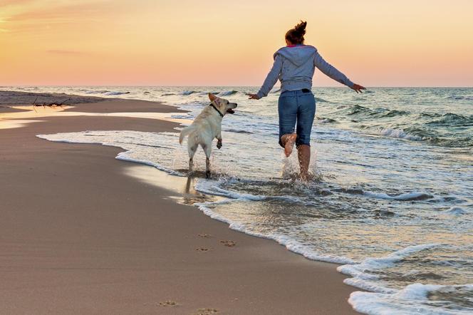 Na te plaże wejdziesz z psem