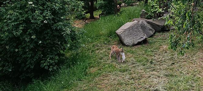 Zwierzęta w zoo we Wrocławiu