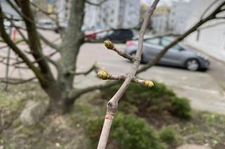 Wiosna w Poznaniu. Nadchodzi lepsza część roku