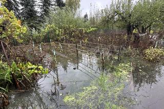 Barycz wciąż wysoka