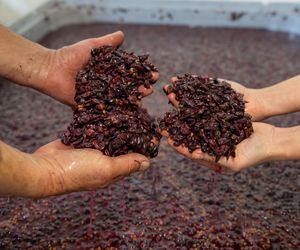 Maceracja wina czerwonego, które dojrzewać będzie w beczkach, w klimatycznych klasztornych piwnicach.