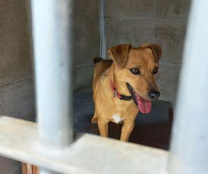 ​Śmieciarki ze zdjęciami psów wyjechały na ulice Leszna. Ruszyła akcja „Czysta Miłość”