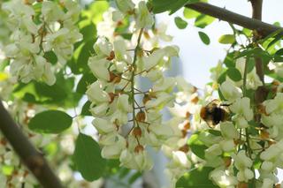 Robinia akacjowa: rośliny miododajne