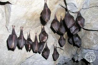 Polskie Towarzystwo Przyjaciół Przyrody pro Natura zaprasza do Krainy Podkowca