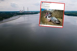 To marzenie każdego wędkarza. Sum gigant złowiony w Rybniku! Padł rekord świata